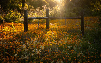 Field of Gold (Explore July 12, 2014) - image gratuit #292861